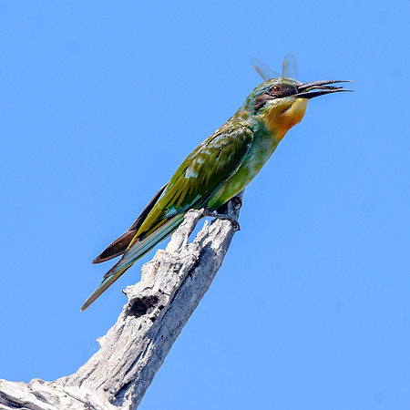 Blue cheeked bee eater