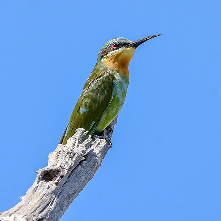 Blue cheeked bee eater