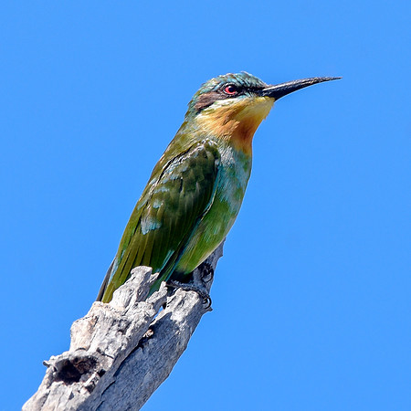 Blue cheeked bee eater