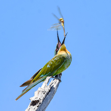 Blue cheeked bee eater