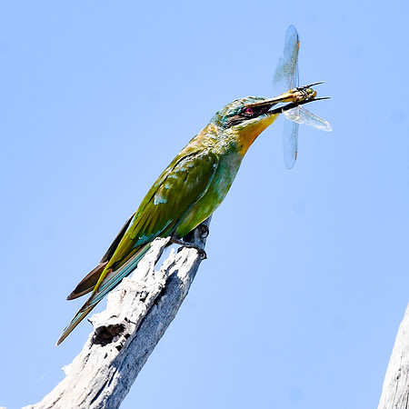 Blue cheeked bee eater