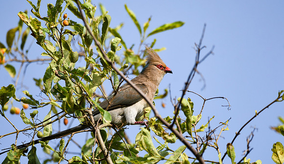 Blue naped mousebird