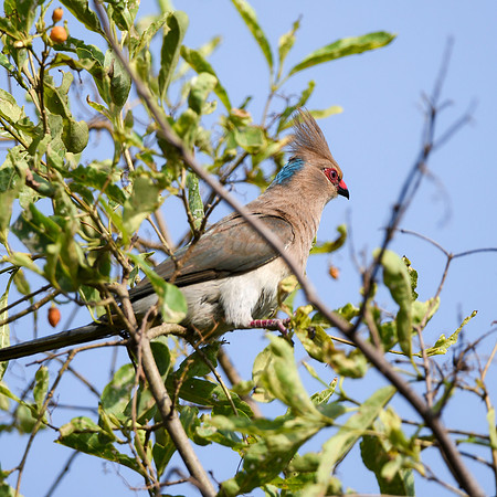 Blue naped mousebird