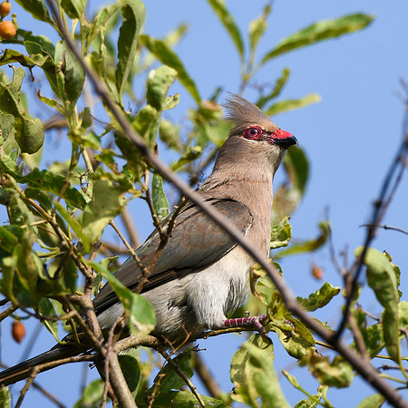 Blue naped mousebird