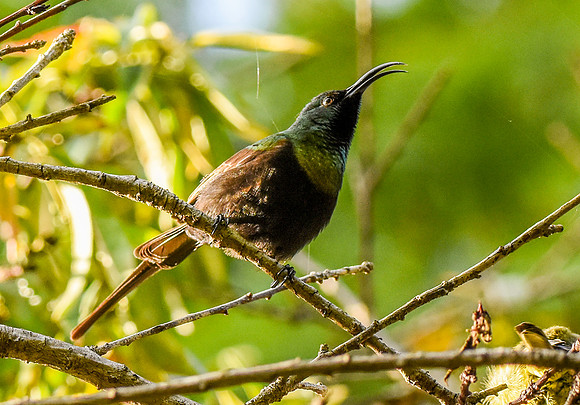 Bronze (Bronzy) sunbird