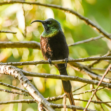Bronze (Bronzy) sunbird