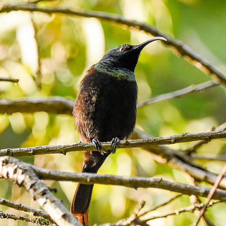 Bronze (Bronzy) sunbird