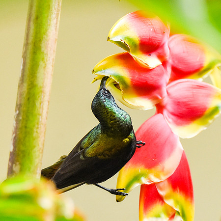 Bronze (Bronzy) sunbird
