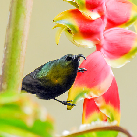 Bronze (Bronzy) sunbird