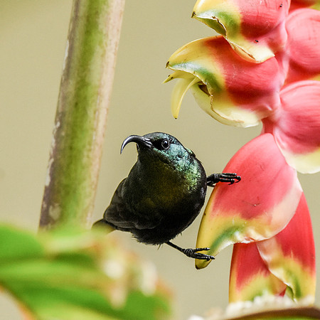 Bronze (Bronzy) sunbird