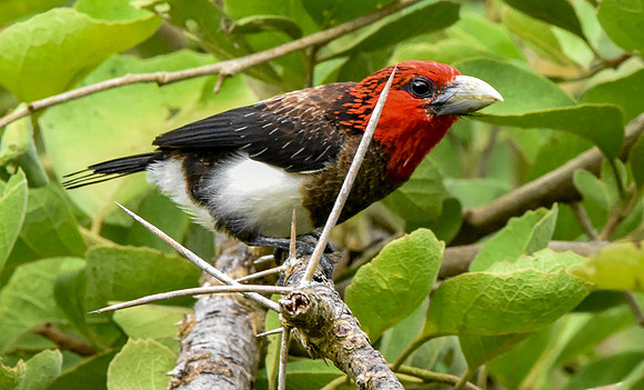 Brown breasted barbet