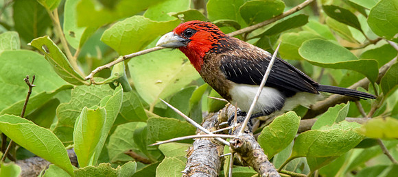 Brown breasted barbet