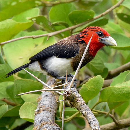 Brown breasted barbet