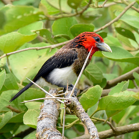 Brown breasted barbet