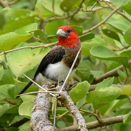 Brown breasted barbet