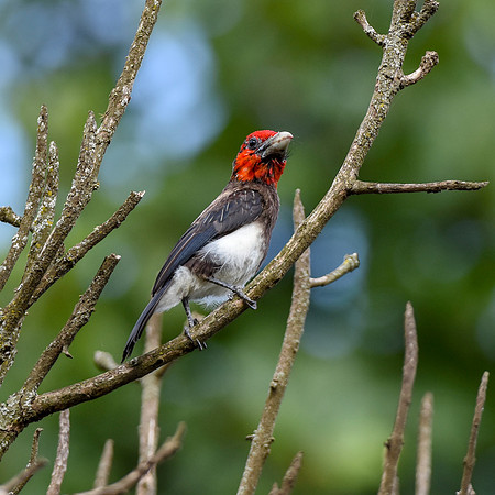 Brown breasted barbet