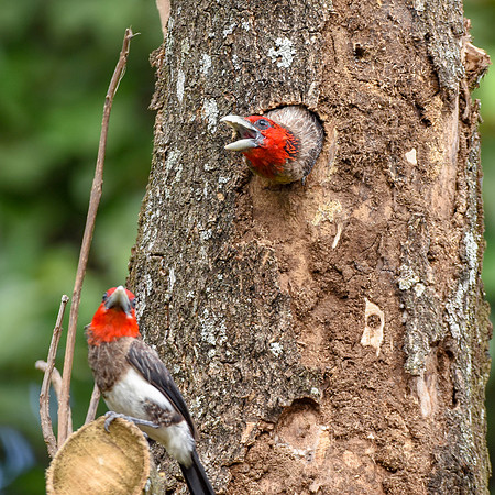 Brown breasted barbet