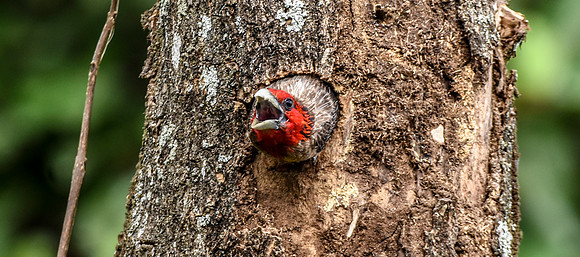 Brown breasted barbet