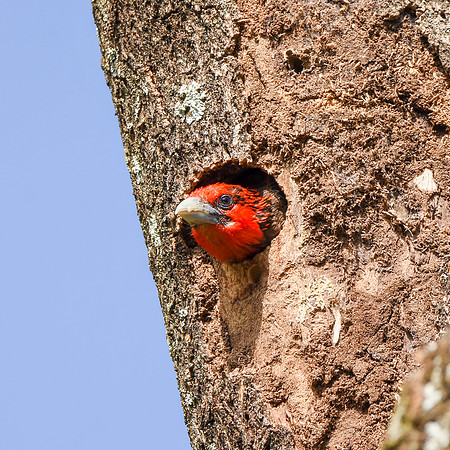 Brown breasted barbet