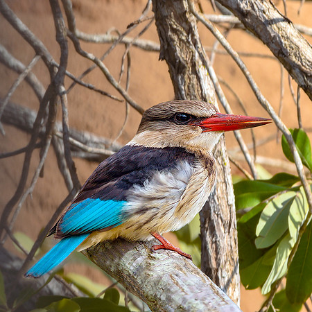 Brown hooded kingfisher