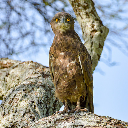 Brown snake eagle
