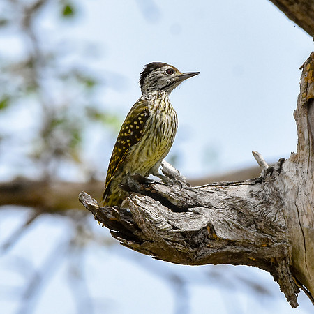 Cardinal woodpecker