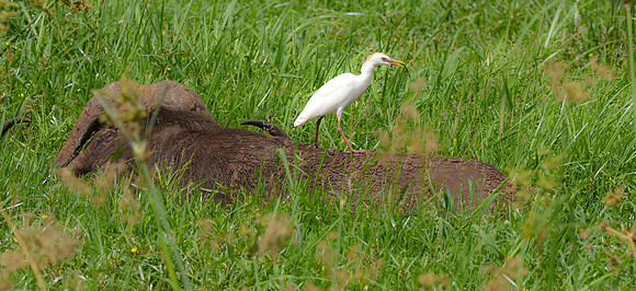 Cattle egret