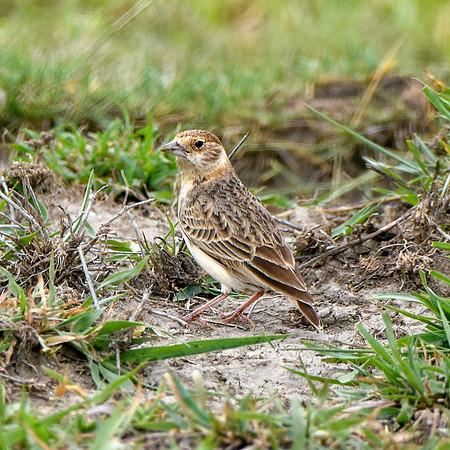 Chestnut headed sparrowlark