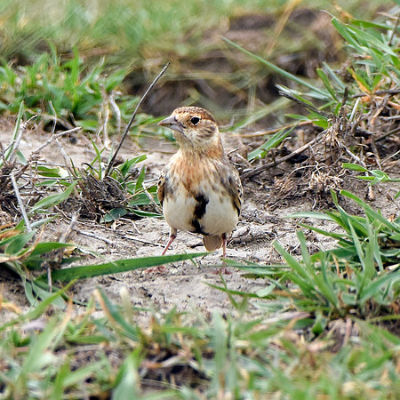 Chestnut headed sparrowlark