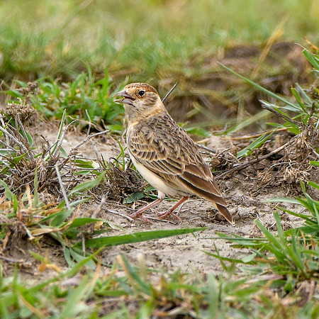 Chestnut headed sparrowlark