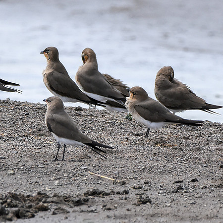 Collared pratincole