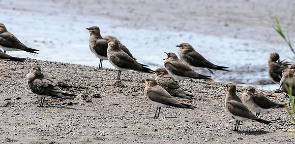 Collared pratincole