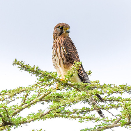 Kestrel