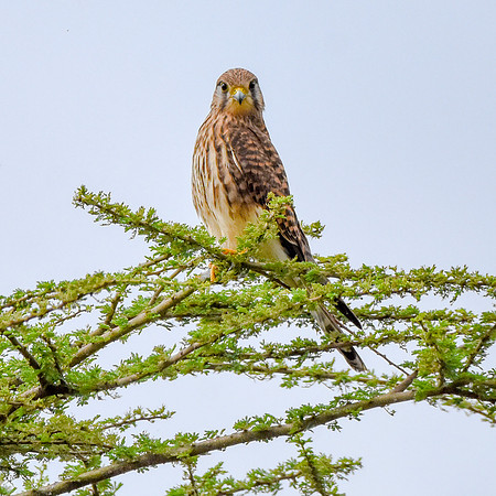 Kestrel