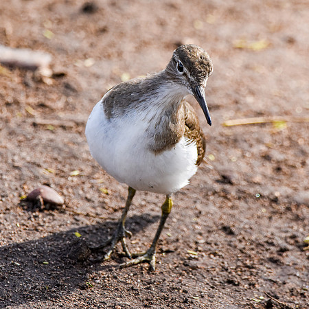 Common sandpiper