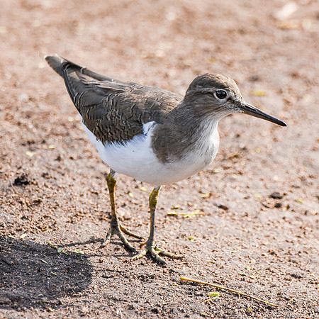 Common sandpiper