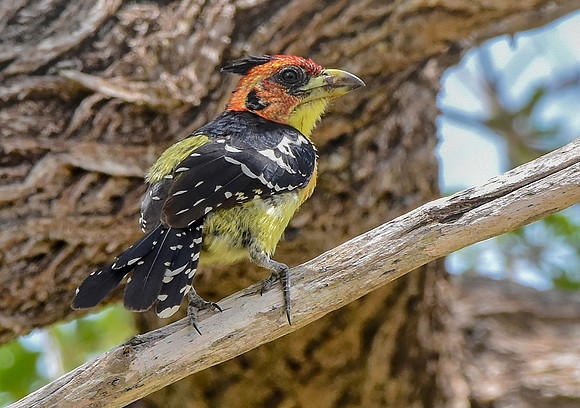 Crested barbet