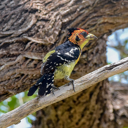 Crested barbet