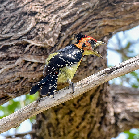 Crested barbet