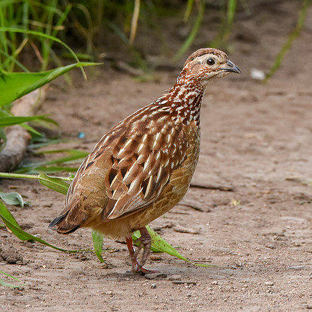 Crested francolin