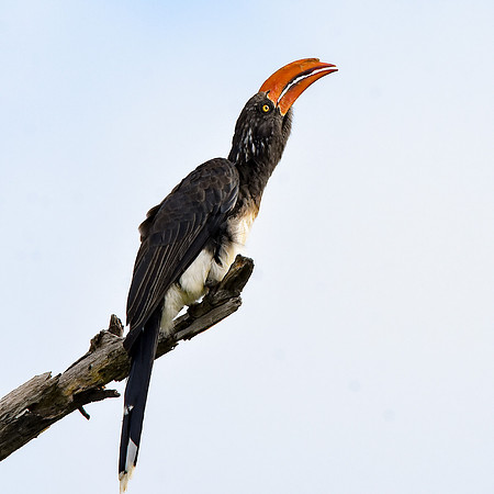 Crowned hornbill