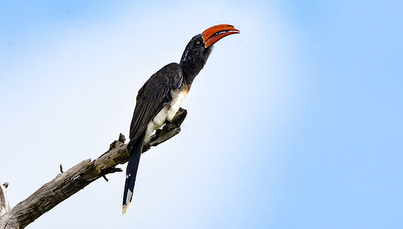Crowned hornbill