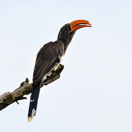Crowned hornbill