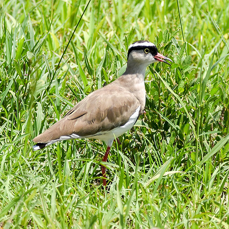 Crowned plover