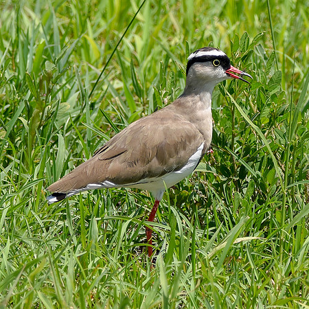 Crowned plover