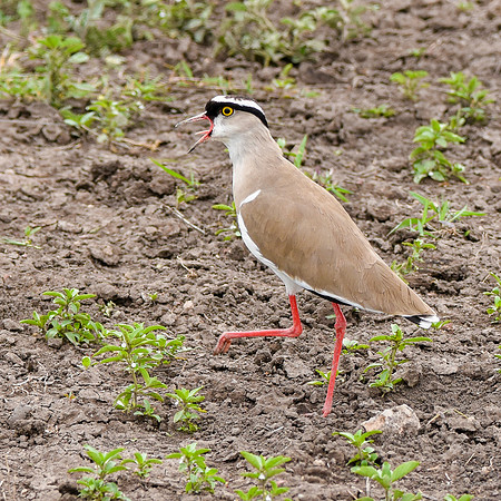 Crowned plover