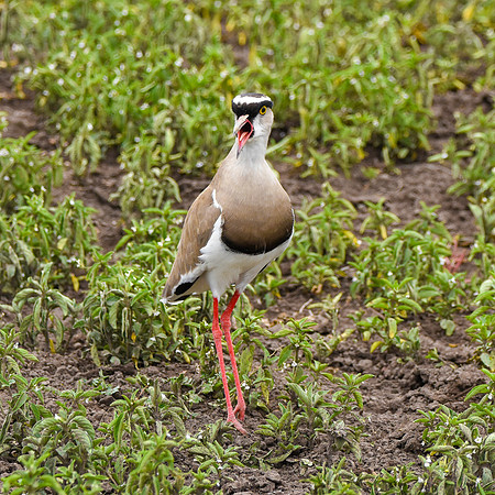 Crowned plover