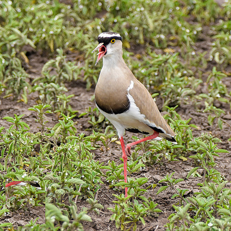 Crowned plover