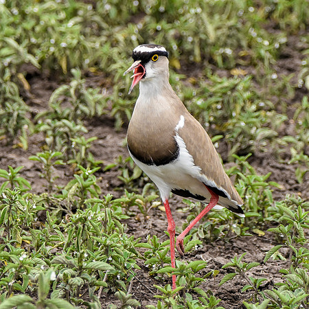 Crowned plover