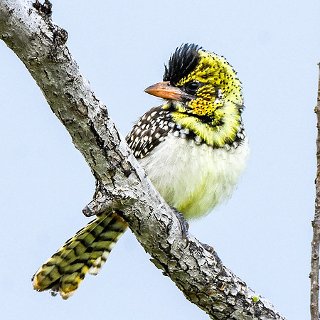 D'Arnaud's barbet